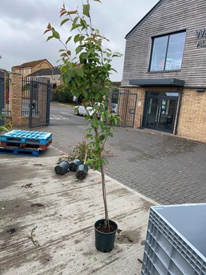 Lot Potted approx. 7' Prunus Kanzan