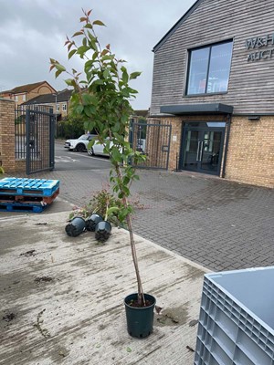 Lot Potted approx. 7' Prunus Kanzan