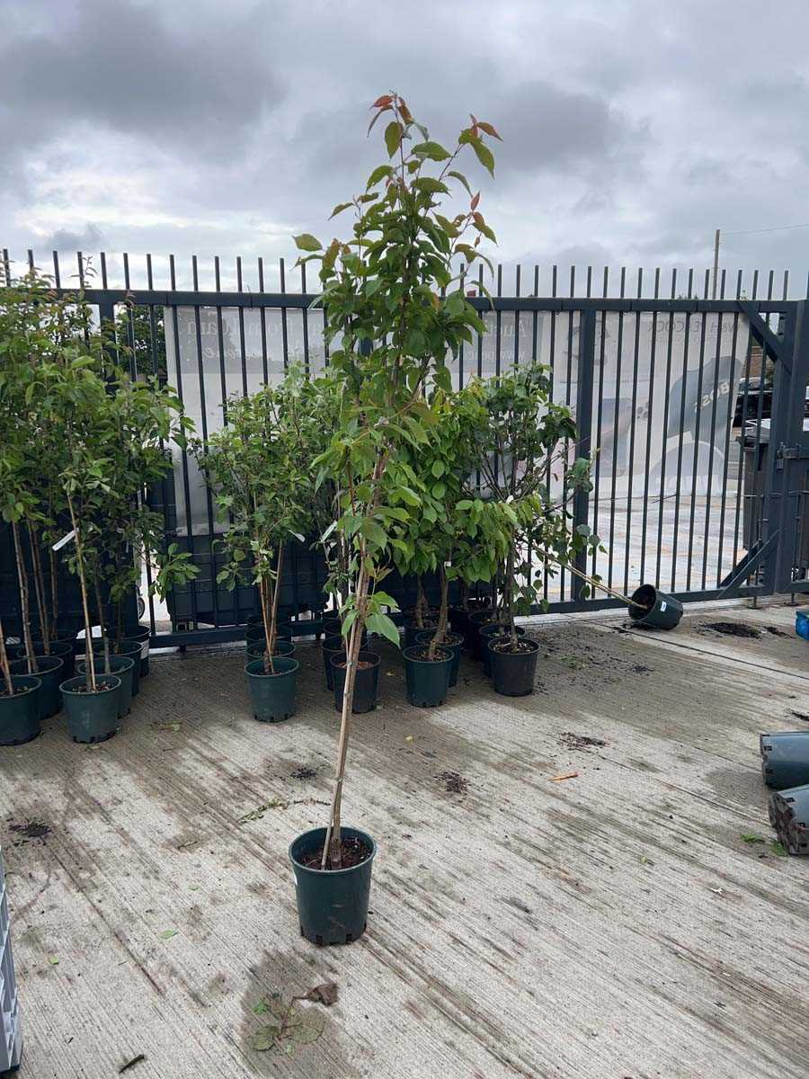 Lot 2374 - Potted approx. 7' Prunus Kanzan