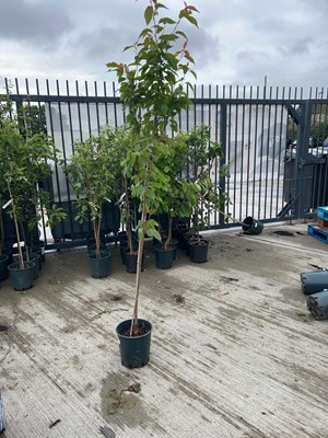 Lot Potted approx. 7' Prunus Kanzan