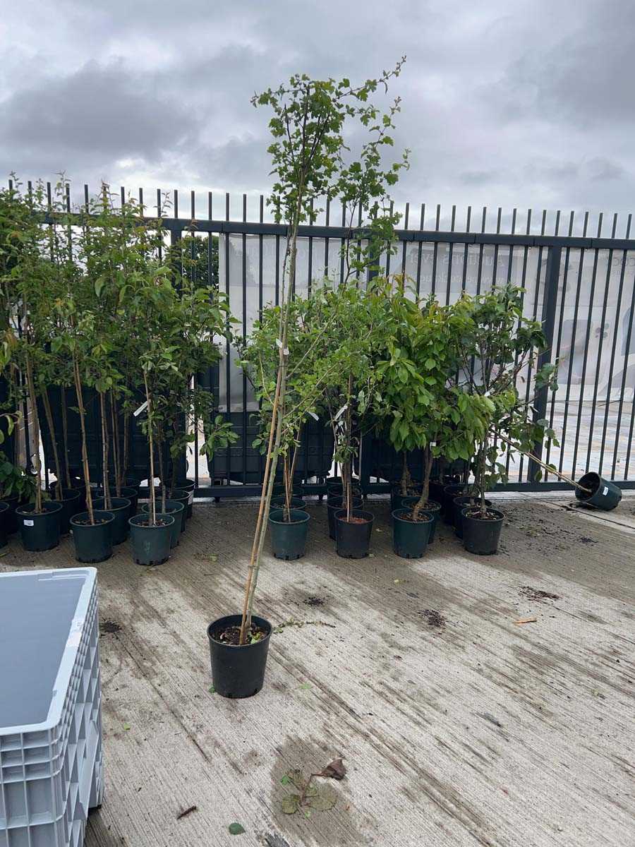 Lot 2376 - Potted approx. 7' 12L Crataegus Med Paul's...