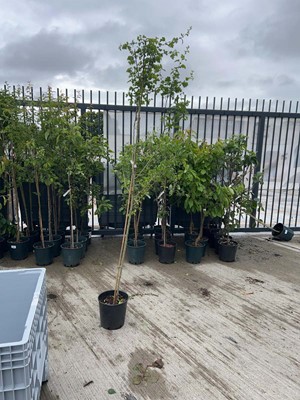 Lot Potted approx. 7' 12L Crataegus Med Paul's...