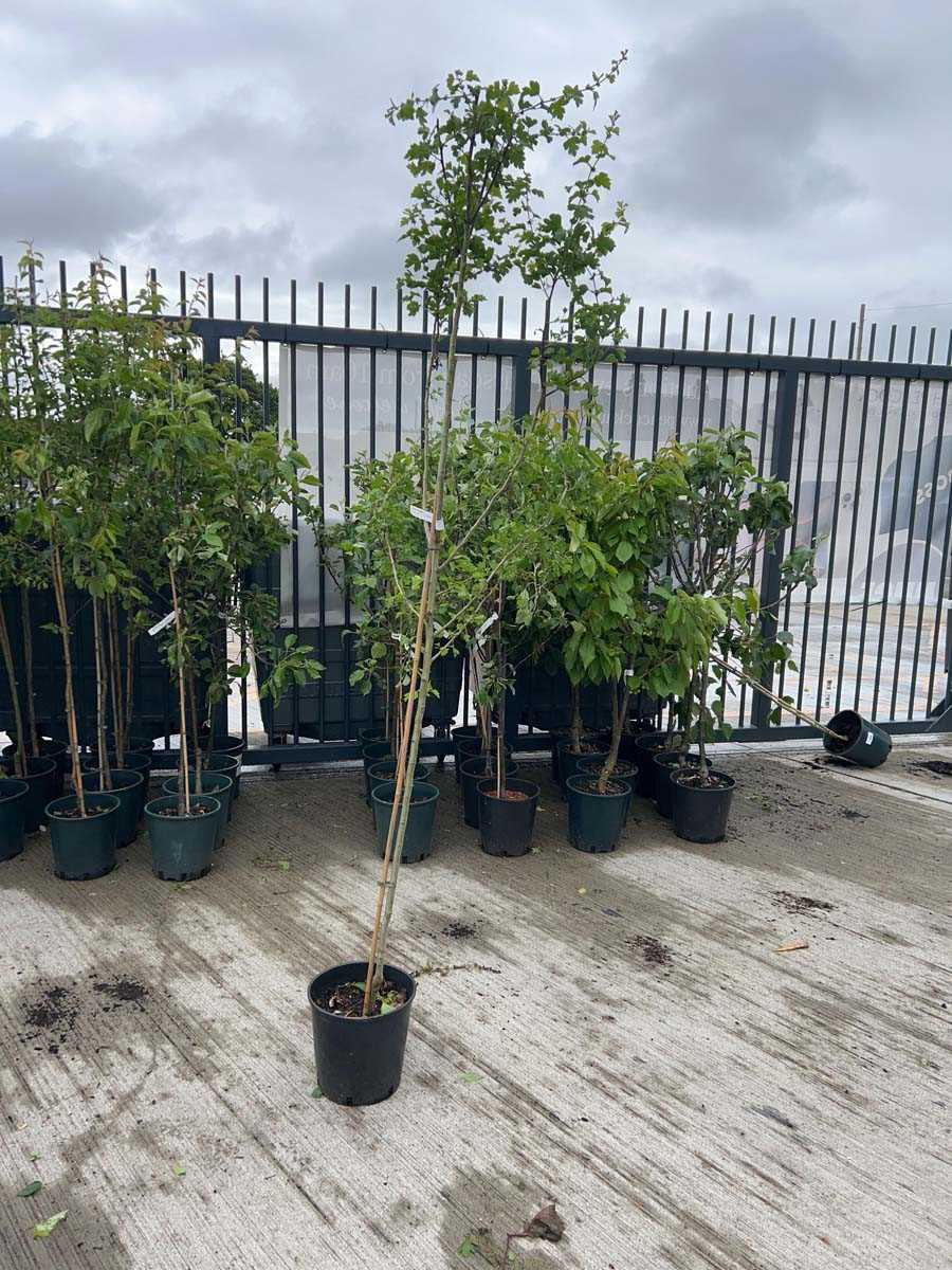 Lot 2377 - Potted approx. 7' 12L Crataegus Med Paul's...