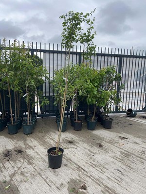 Lot Potted approx. 7' 12L Crataegus Med Paul's...