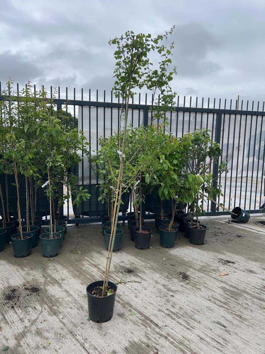Lot 2378 - Potted approx. 7' 12L Crataegus Med Paul's...