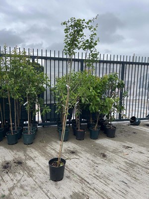 Lot Potted approx. 7' 12L Crataegus Med Paul's...