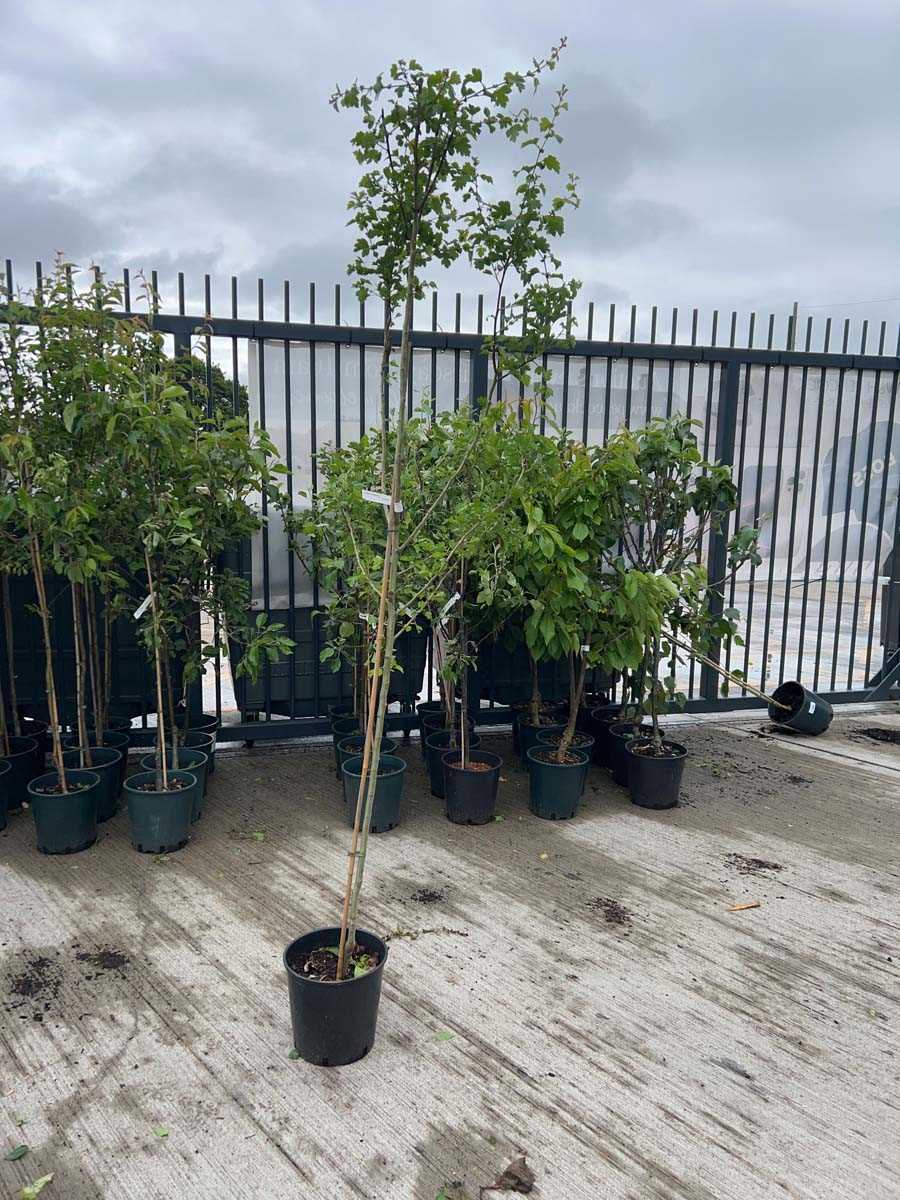 Lot 2379 - Potted approx. 7' 12L Crataegus Med Paul's...