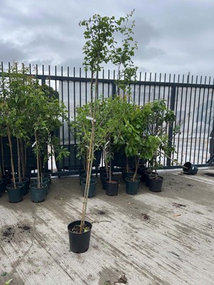 Lot Potted approx. 7' 12L Crataegus Med Paul's...
