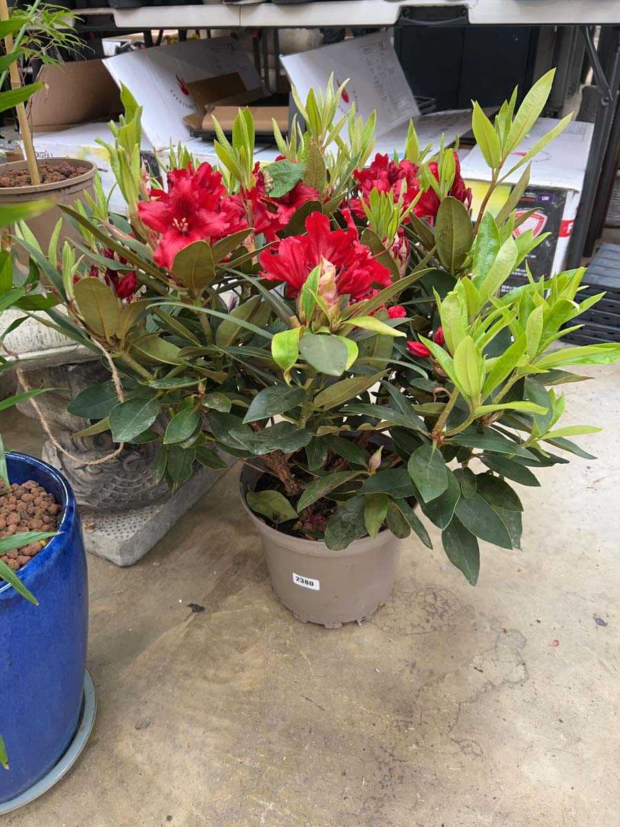 Lot 2380 - Large 7.5L Taragona red rhododendron