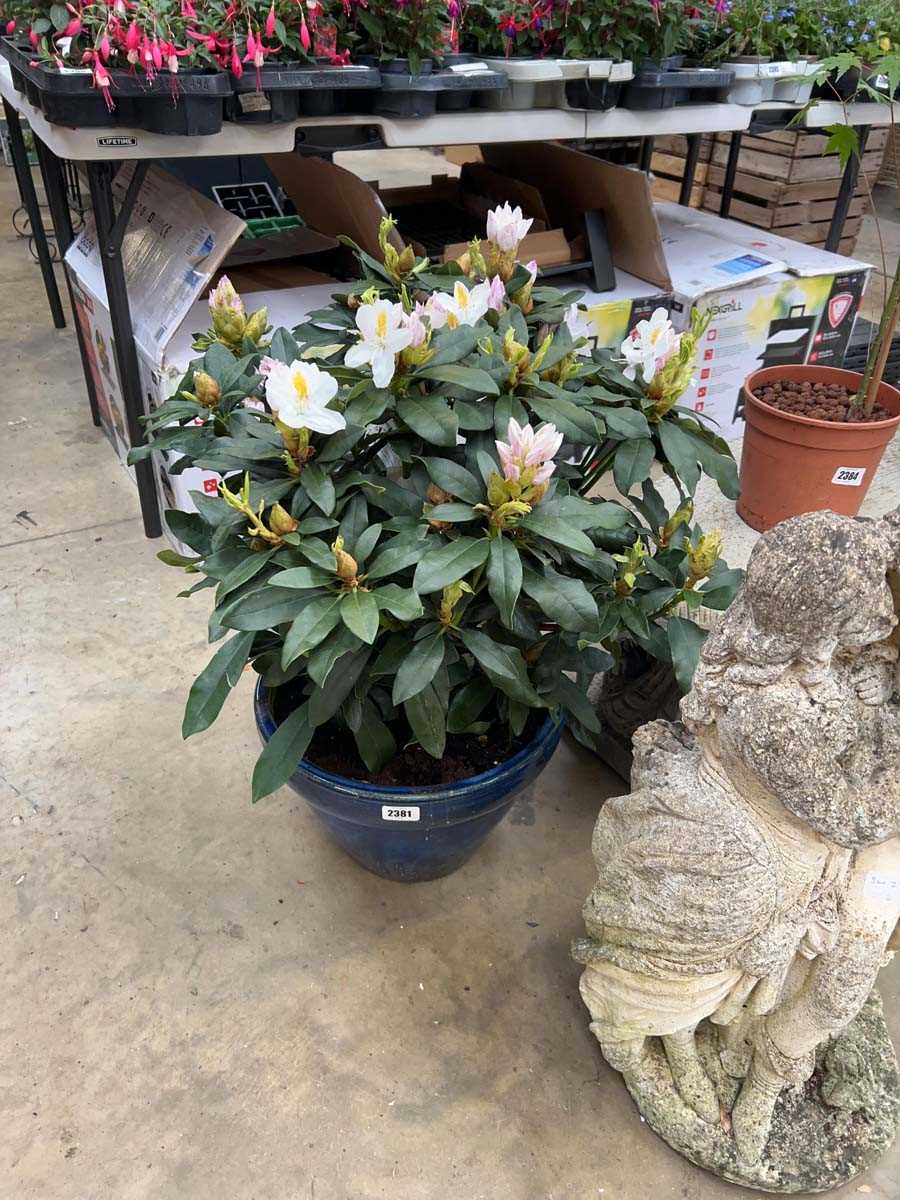Lot 2381 - Large 7.5L Madame Masson rhododendron in blue...