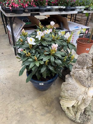 Lot Large 7.5L Madame Masson rhododendron in blue...
