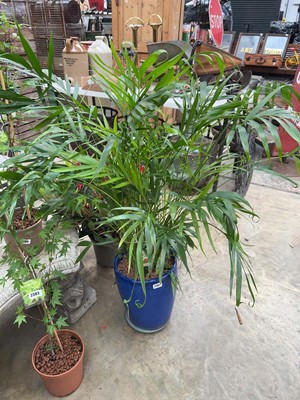 Lot Large potted Fondieplant palm in blue ceramic...