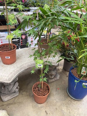 Lot Potted Palmatum acer