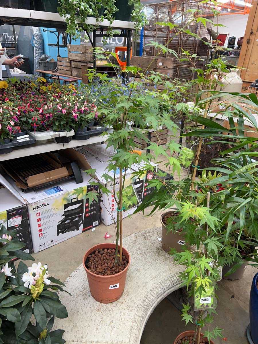 Lot 2384 - Potted Palmatum acer