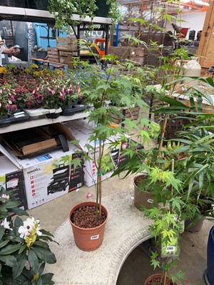 Lot Potted Palmatum acer