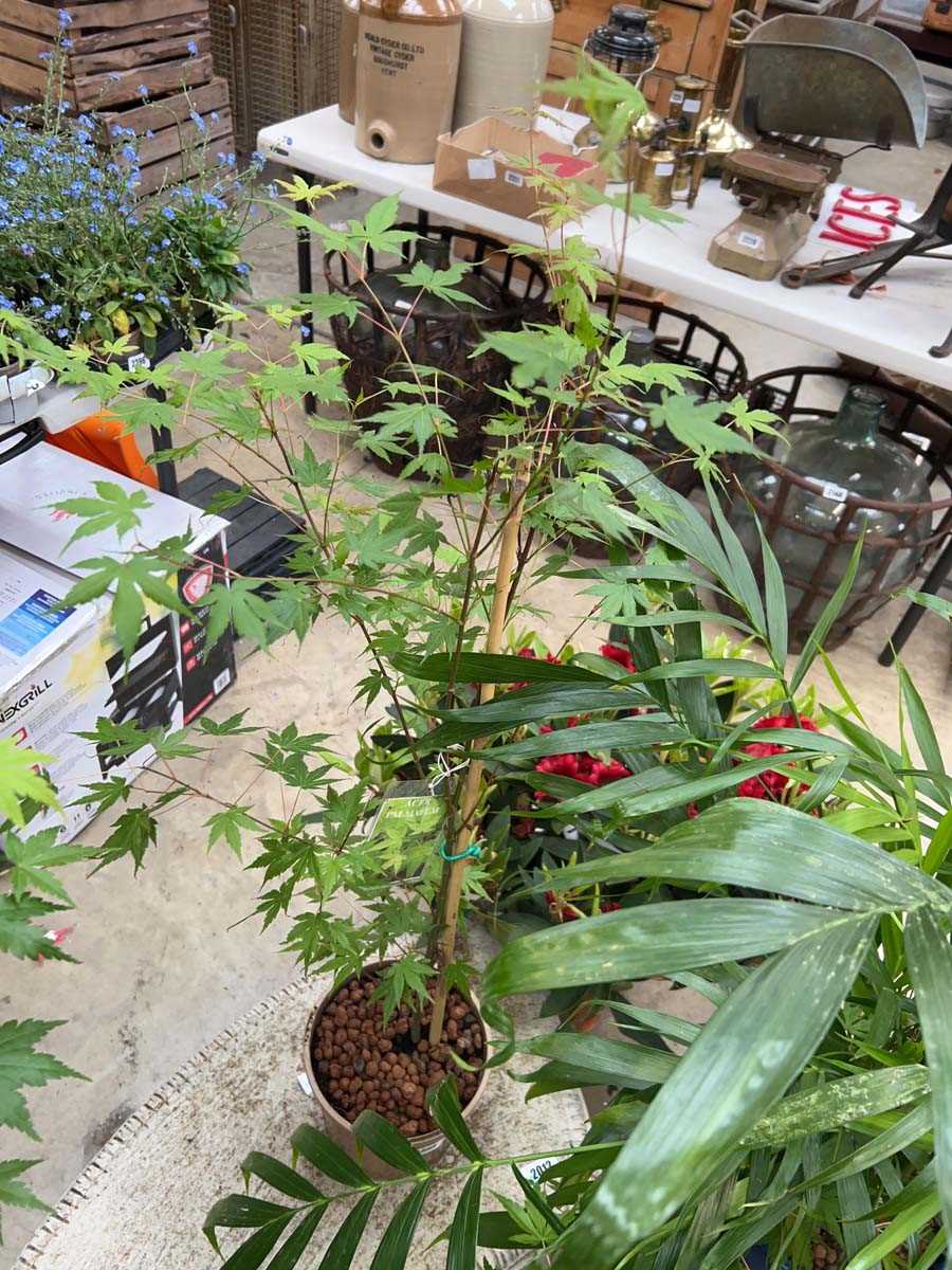 Lot 2385 - Potted Palmatum acer