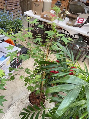 Lot Potted Palmatum acer