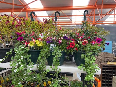 Lot 3 hanging baskets of mixed plants