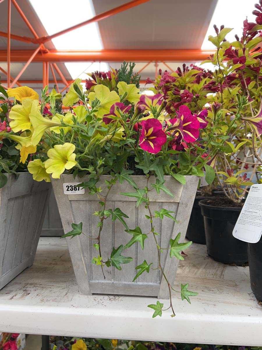 Lot 2387 - Patio pot of mixed plants