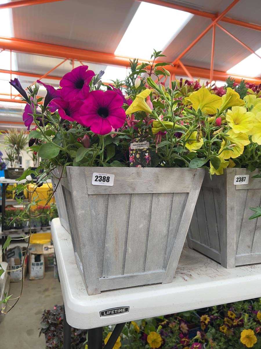Lot 2388 - Patio pot of mixed plants