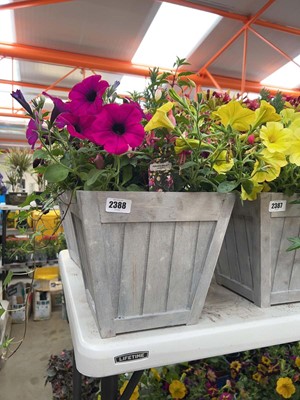 Lot Patio pot of mixed plants