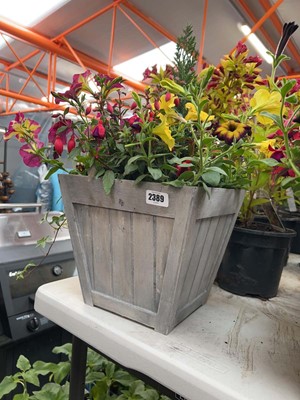 Lot Patio pot of mixed plants
