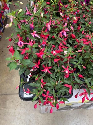 Lot Tray containing 6 Bella fuchsias