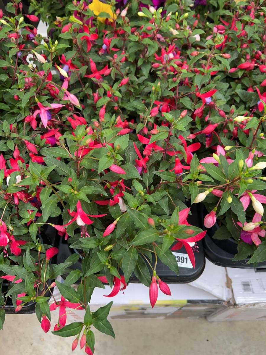 Lot 2391 - Tray containing 6 Bella fuchsias
