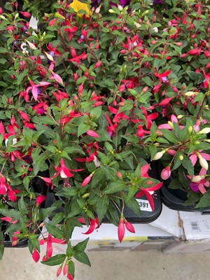 Lot Tray containing 6 Bella fuchsias
