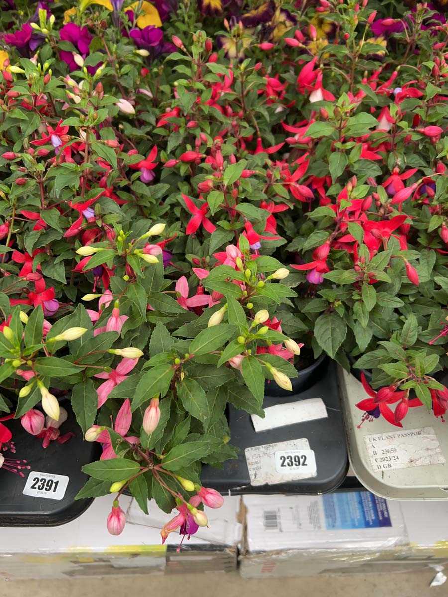 Lot 2392 - Tray containing 6 Bella fuchsias