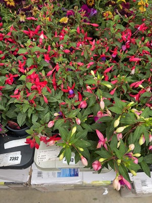 Lot Tray containing 6 Bella fuchsias