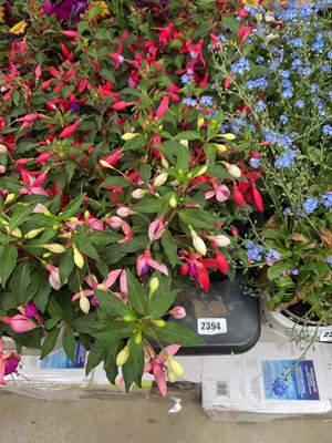 Lot Tray containing 6 Bella fuchsias