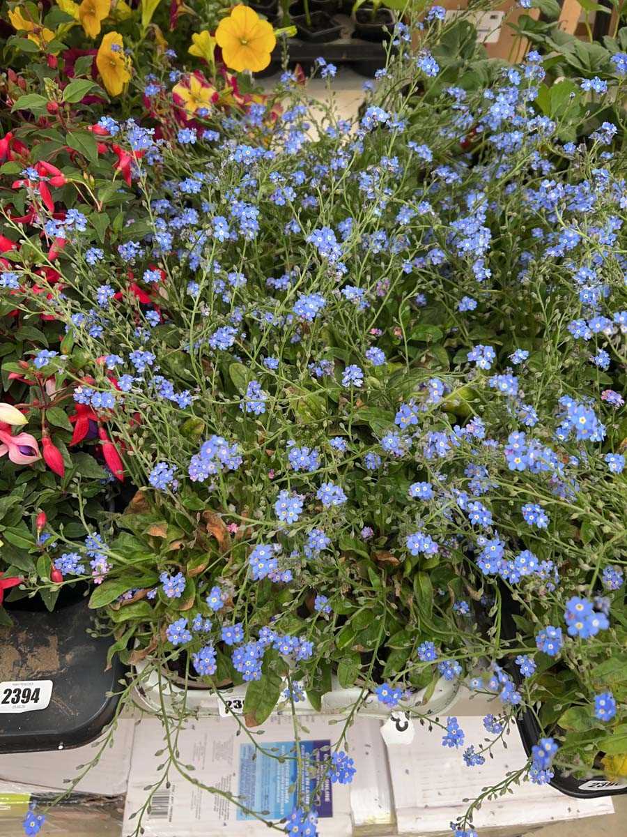 Lot 2395 - Tray containing 10 blue flowering myosotis
