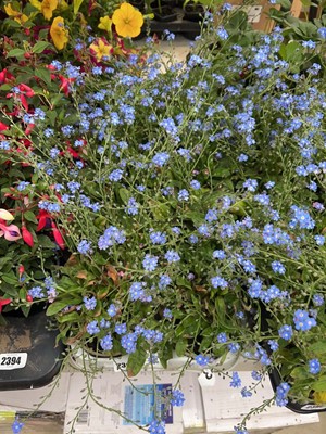 Lot Tray containing 10 blue flowering myosotis