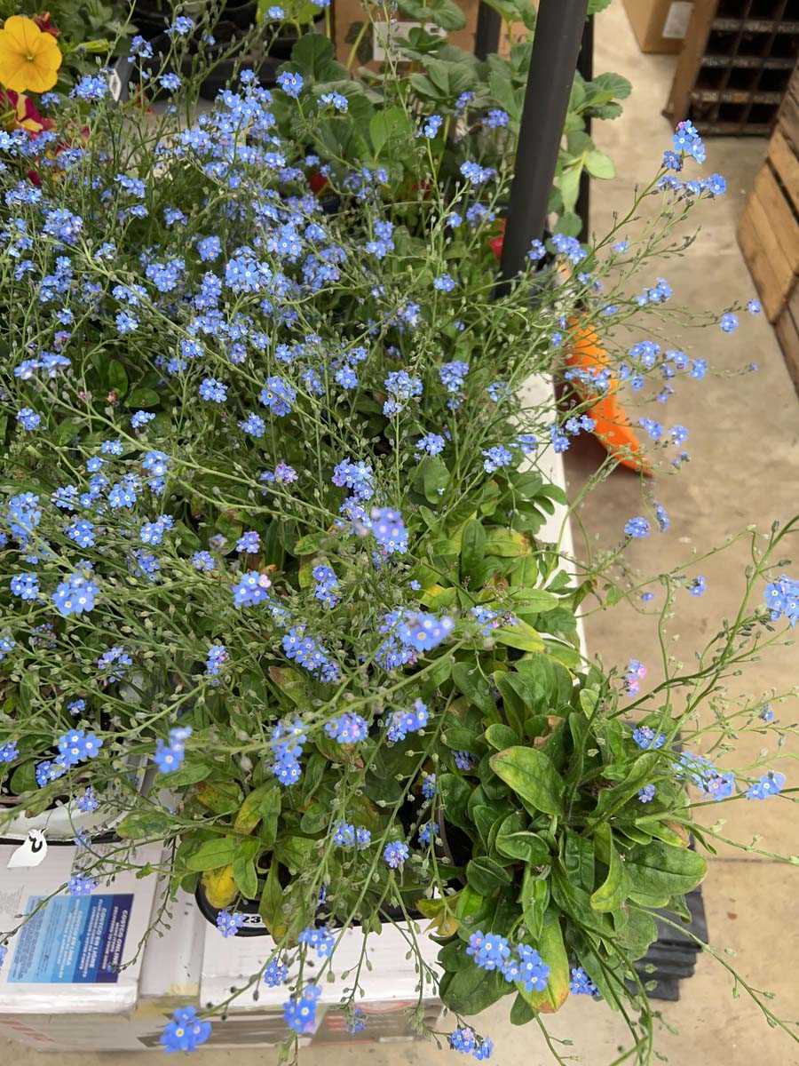 Lot 2396 - Tray containing 10 blue flowering myosotis