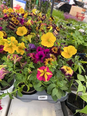 Lot Tray of 10 large potted petunias