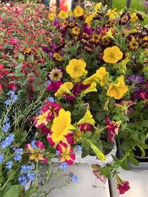Lot Tray of 10 large potted petunias