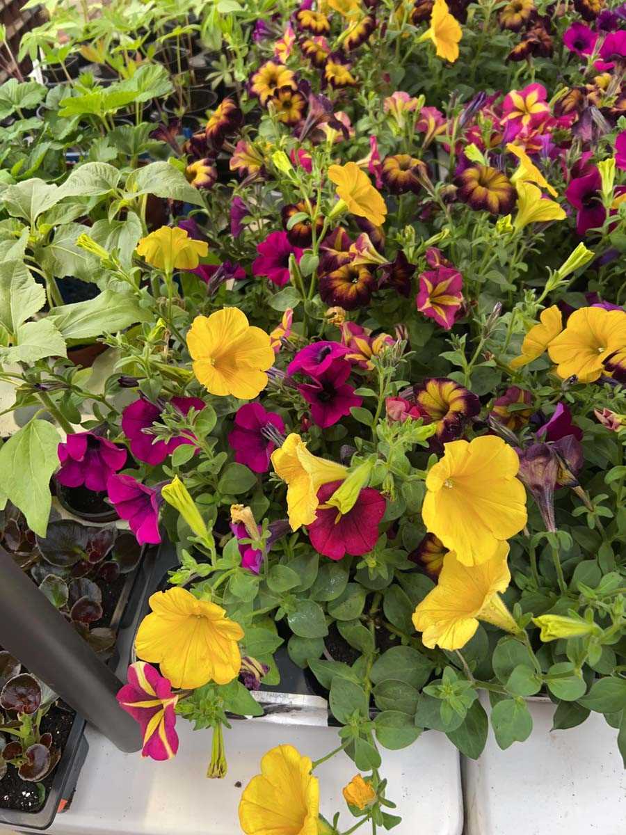 Lot 2399 - Tray of 10 large potted petunias