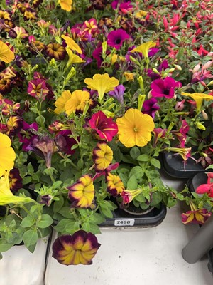 Lot Tray of 10 large potted petunias