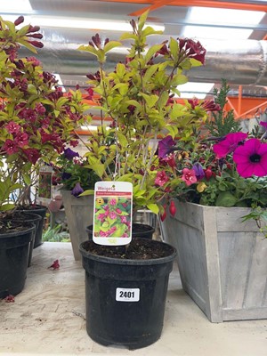 Lot Pair of potted Briant Rubidor Weigela shrubs