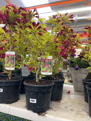 Lot Pair of potted Briant Rubidor Weigela shrubs