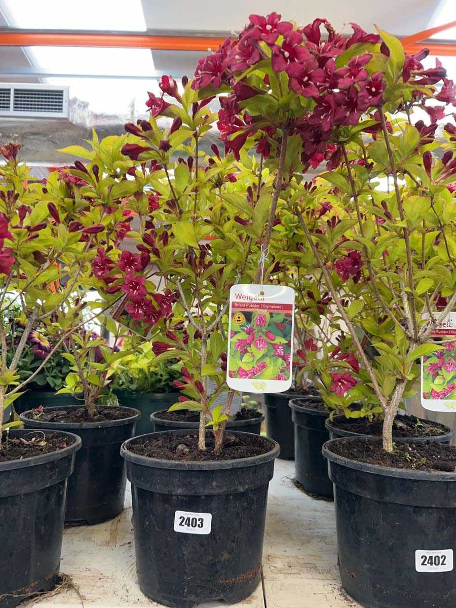 Lot 2403 - Pair of potted Briant Rubidor Weigela shrubs