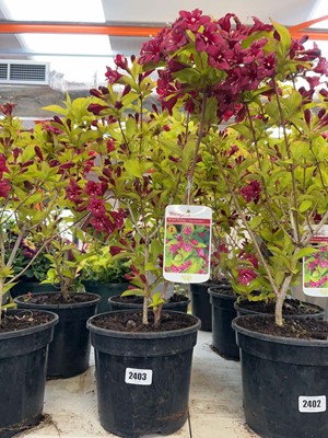 Lot Pair of potted Briant Rubidor Weigela shrubs