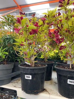 Lot Pair of potted Briant Rubidor Weigela shrubs