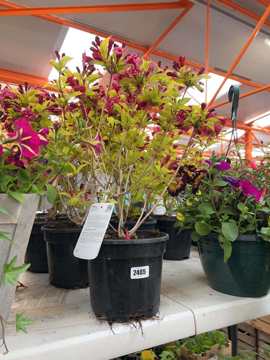 Lot 2405 - Pair of potted Briant Rubidor Weigela shrubs