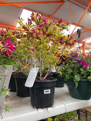 Lot Pair of potted Briant Rubidor Weigela shrubs