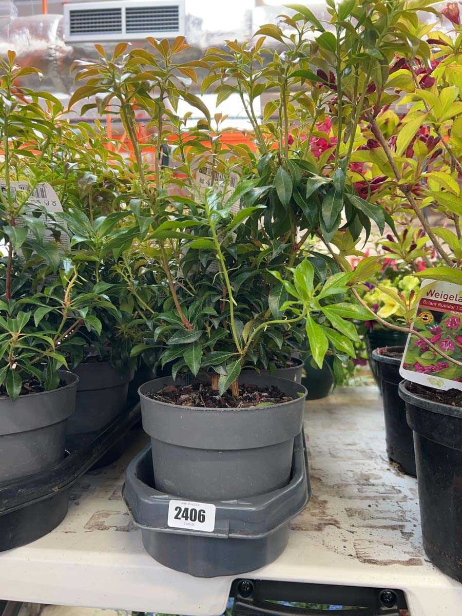 Lot 2406 - 3 potted Japonica Valley Rose Pieris