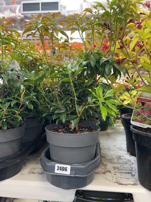 Lot 3 potted Japonica Valley Rose Pieris