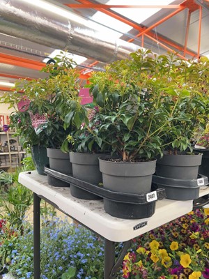 Lot 3 potted Japonica Valley Rose Pieris