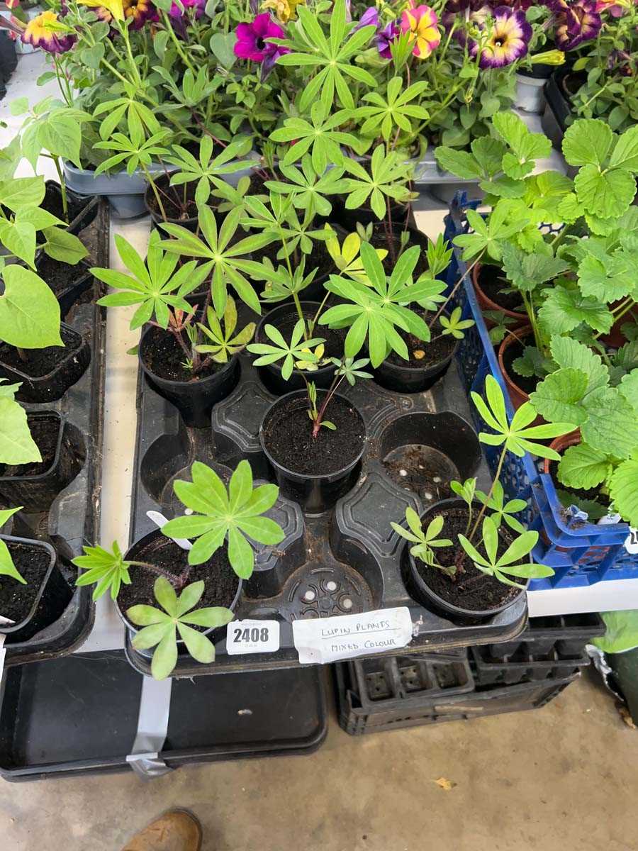 Lot 2408 - 12 mixed coloured lupins